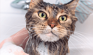 ¿Cómo debo bañar a mi mascota?